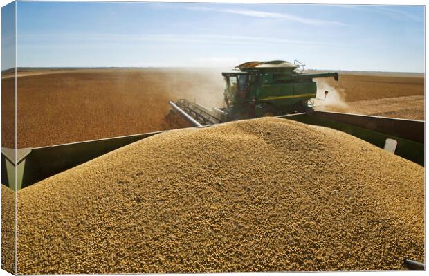 Soybean Harvest From a Grain Wagon Canvas Print by Dave Reede