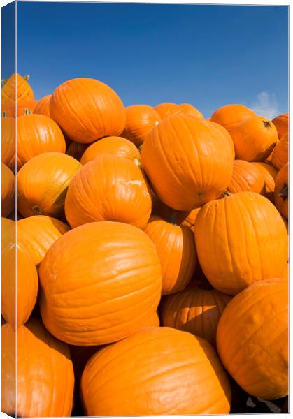 Pumpkins Canvas Print by Dave Reede