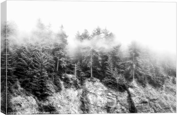 Trees In The Mist - Oregon Canvas Print by Joseph S Giacalone