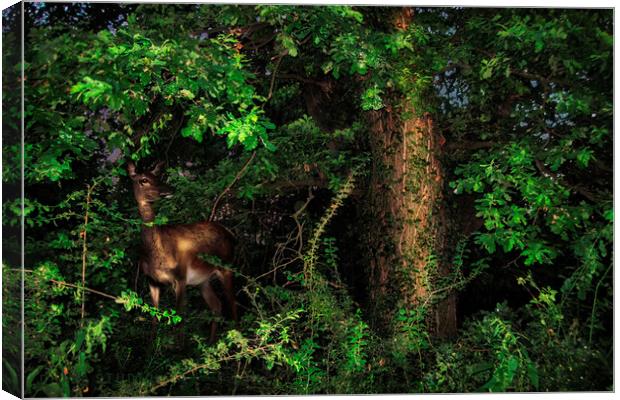 Doe in the bushes Canvas Print by Dejan Travica