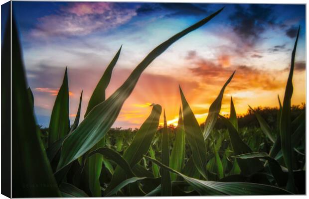 A view through the corn field at sunset Canvas Print by Dejan Travica