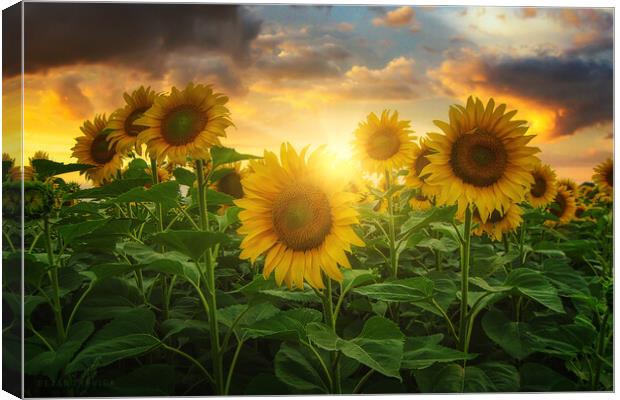Sunflowers Canvas Print by Dejan Travica