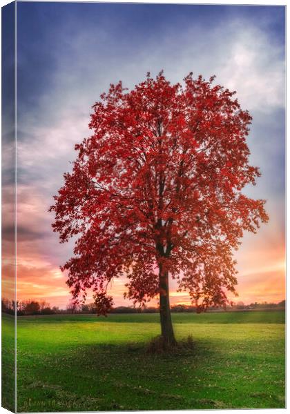Lonely red tree Canvas Print by Dejan Travica