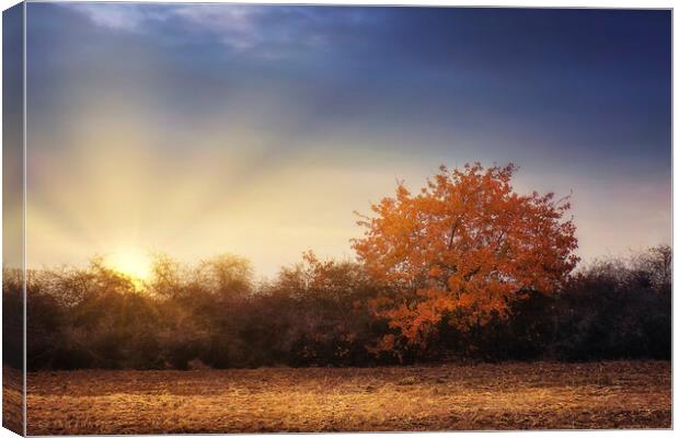 Golden tree in the autumn field Canvas Print by Dejan Travica