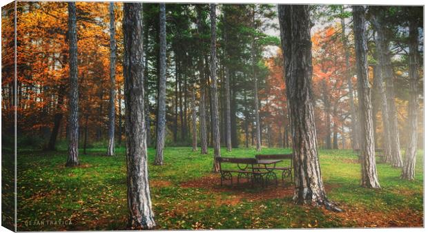 Bench in the woods Canvas Print by Dejan Travica