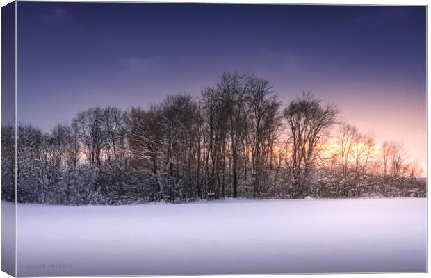 Grove in a field covered with snow Canvas Print by Dejan Travica