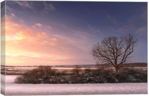 Bare tree in the winter field at sunset Canvas Print by Dejan Travica