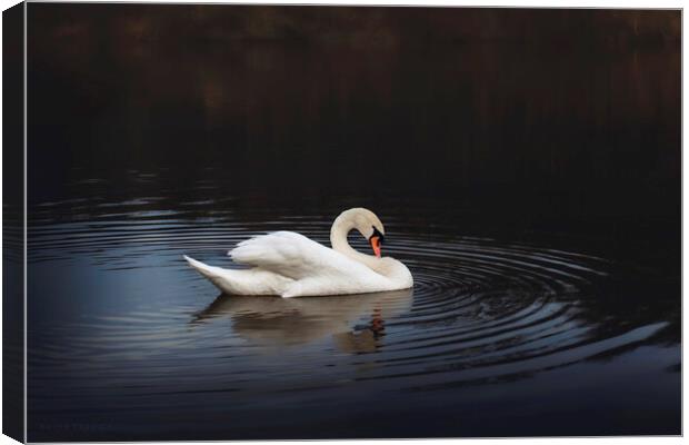 White swan in the lake at dusk Canvas Print by Dejan Travica