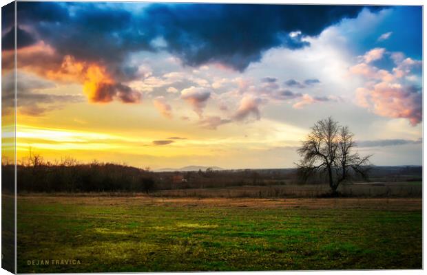 Lonely tree in the field Canvas Print by Dejan Travica