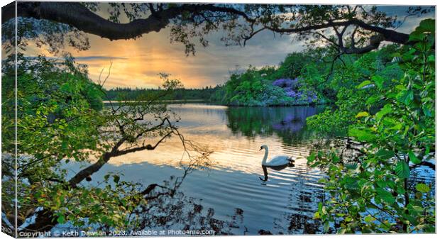 Swan at Sunset on Bolam Lake, Northumberland Canvas Print by Keith Dawson