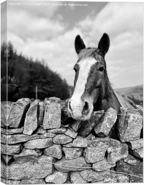 Gorgeous horse Canvas Print by Lucy Mead