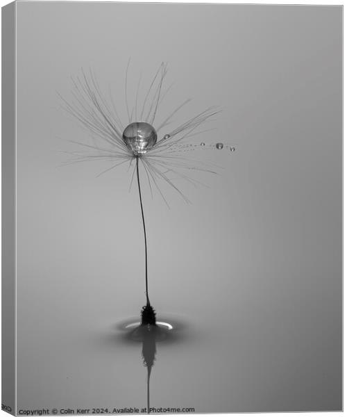 Waterdrops on a Dandelion Canvas Print by Colin Kerr