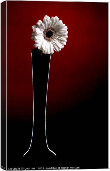 White Germini in Vase  Canvas Print by Colin Kerr