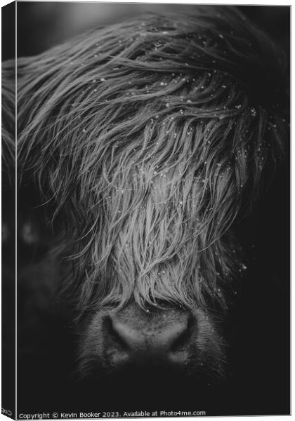 Highland cow portrait  Canvas Print by Kevin Booker