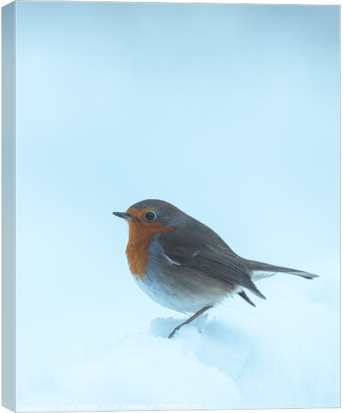 Peak district curious Robin Canvas Print by Kevin Booker