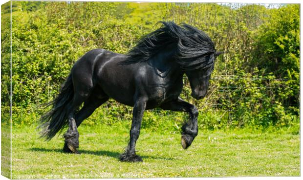 Dales pony black stallion  Canvas Print by Graham Mitchell