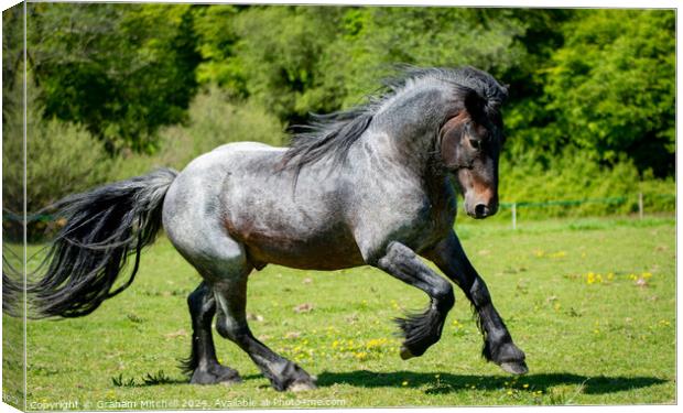 Dales pony stallion  Canvas Print by Graham Mitchell