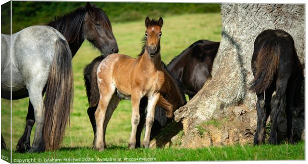 Bay roan colt foal in herd  Canvas Print by Graham Mitchell