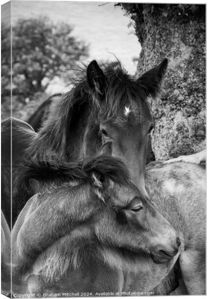 dales pony foals in black and white  Canvas Print by Graham Mitchell
