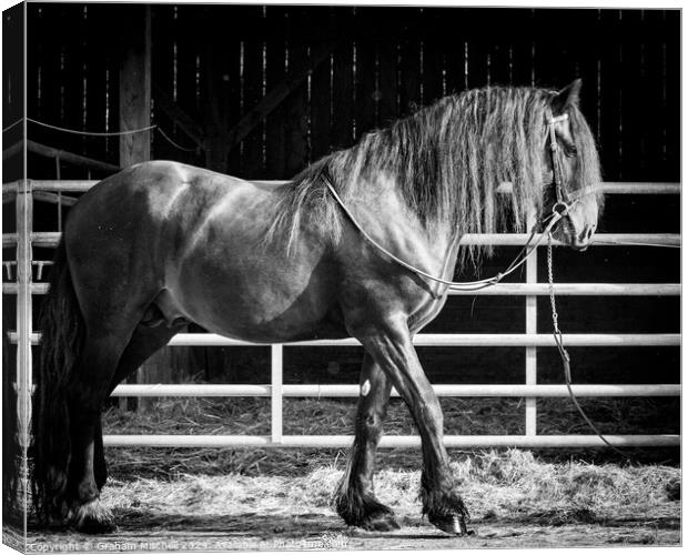 Kynaston Tom Cobley bay dales stallion  Canvas Print by Graham Mitchell