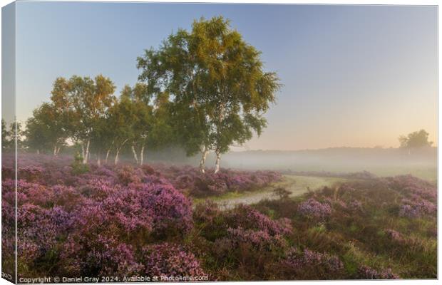 Heather in the Mist Canvas Print by Daniel Gray