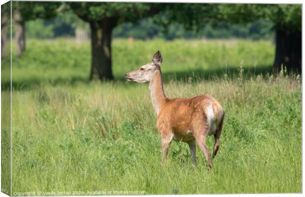A deer standing on a lush green field Canvas Print by Man And Life