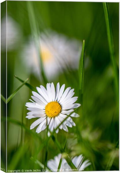 Plant flower Canvas Print by Man And Life