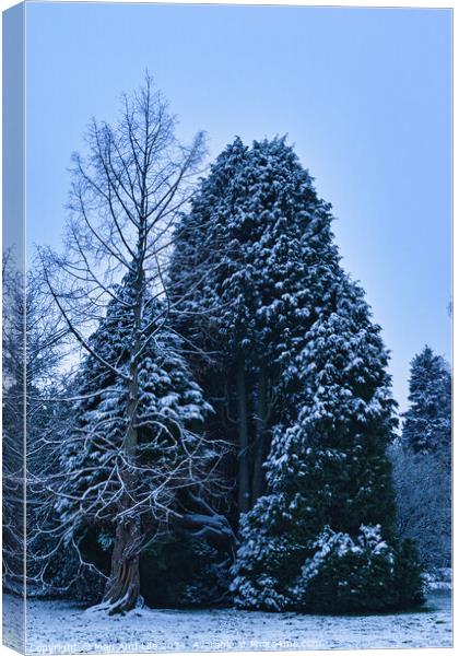 Plant tree Canvas Print by Man And Life