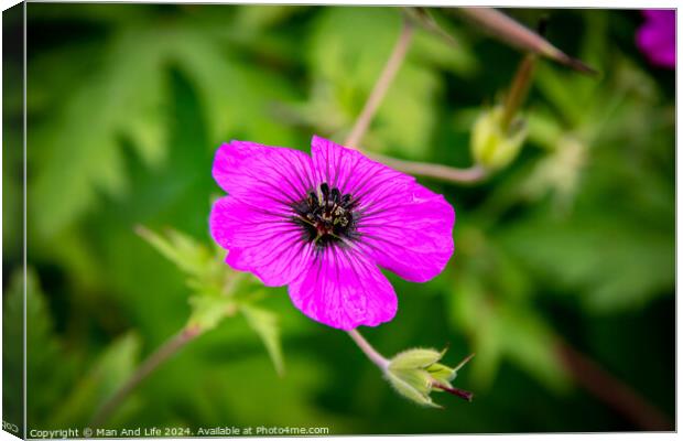 Plant flower Canvas Print by Man And Life