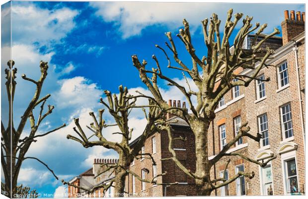 Leafless pruned tree branches against a blue sky with fluffy clouds, with a backdrop of traditional brick townhouses, showcasing urban nature and architecture in York, North Yorkshire, England. Canvas Print by Man And Life