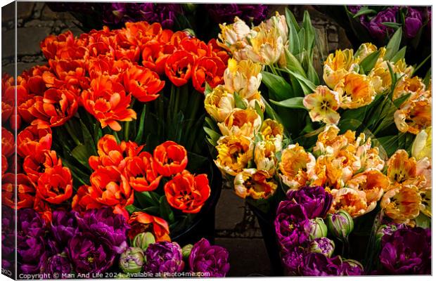 Vibrant tulips in orange, yellow, and purple hues, freshly bloomed and displayed at a flower market, showcasing the beauty of spring florals in York, North Yorkshire, England. Canvas Print by Man And Life