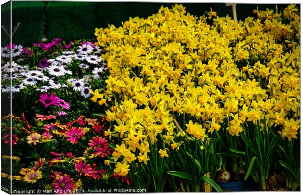 Vibrant garden scene with a lush display of yellow daffodils in the foreground, complemented by pink and white daisies, set against a green backdrop in York, North Yorkshire, England. Canvas Print by Man And Life