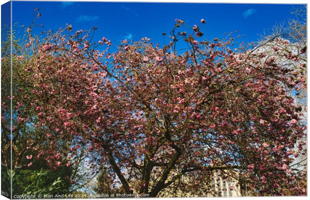 Blossoming pink cherry tree against a clear blue sky on a sunny day, signaling the arrival of spring in York, North Yorkshire, England. Canvas Print by Man And Life