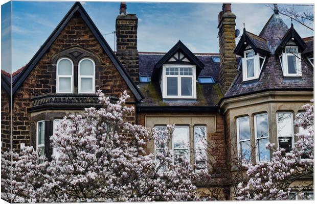 Traditional brick house with gabled roofs and dormer windows, framed by blossoming cherry trees under a clear blue sky in Harrogate, North Yorkshire. Canvas Print by Man And Life