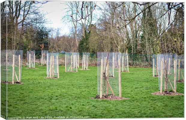 Young trees protected by wooden stakes and wire mesh in a green public park, showcasing urban reforestation and environmental conservation efforts in Harrogate, North Yorkshire. Canvas Print by Man And Life