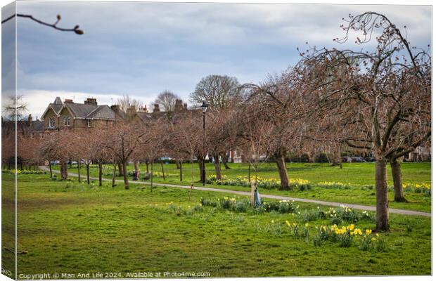Tranquil park scene with blooming daffodils and bare trees, with a winding path and residential houses in the background under a cloudy sky in Harrogate, North Yorkshire. Canvas Print by Man And Life