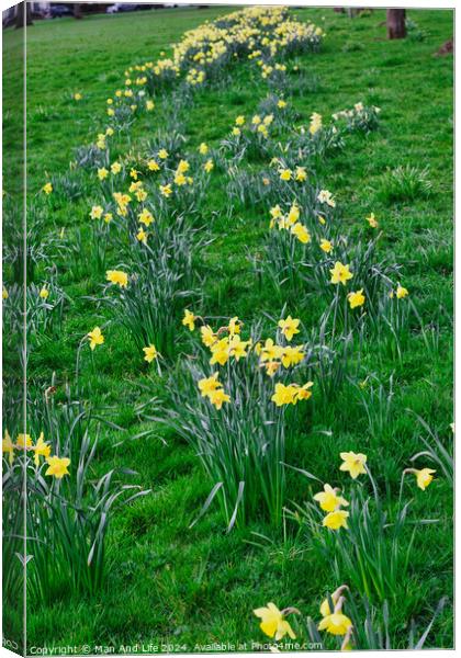 Vibrant yellow daffodils blooming along a winding path in a lush green park, signaling the arrival of spring. Canvas Print by Man And Life