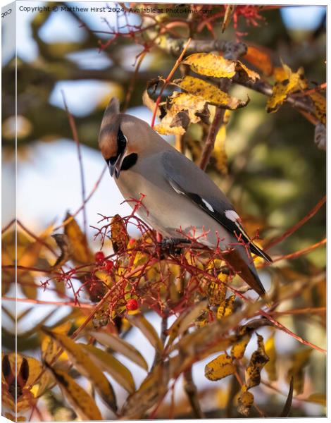 Waxwing In Rowan Tree Canvas Print by Matthew Hirst