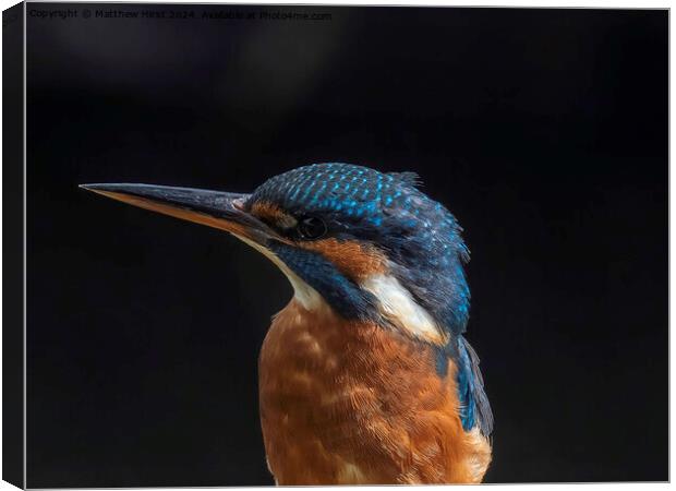 Kingfisher (closeup) Canvas Print by Matthew Hirst