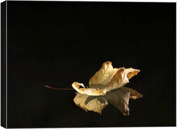 A close up of a leaf, floating down a river. Canvas Print by Matthew Hirst