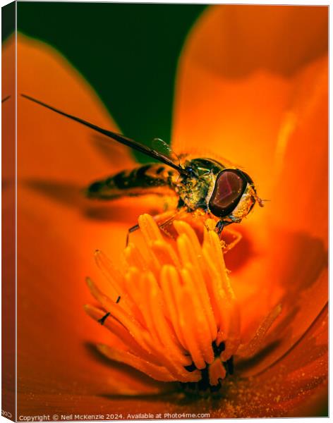 Hoverfly collecting nectar Canvas Print by Neil McKenzie