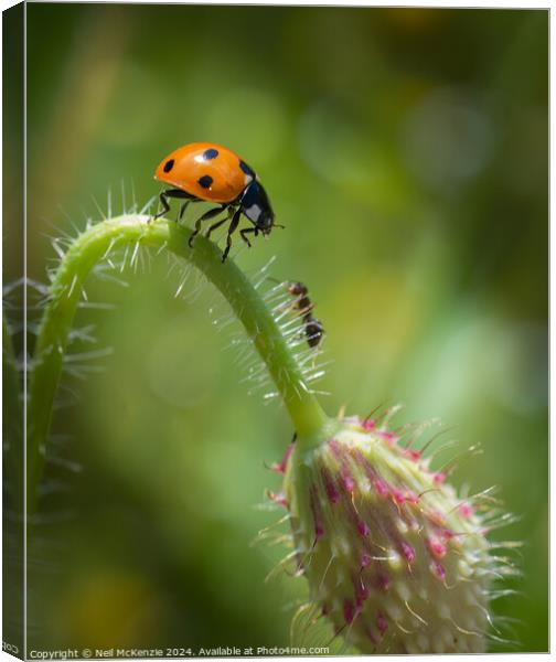 The Ladybird and the Ant  Canvas Print by Neil McKenzie