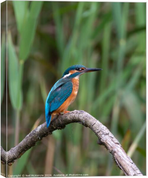 A Kingfisher bird perched on a tree branch Canvas Print by Neil McKenzie