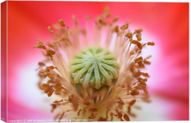 A close up of a poppy flower  Canvas Print by Neil McKenzie