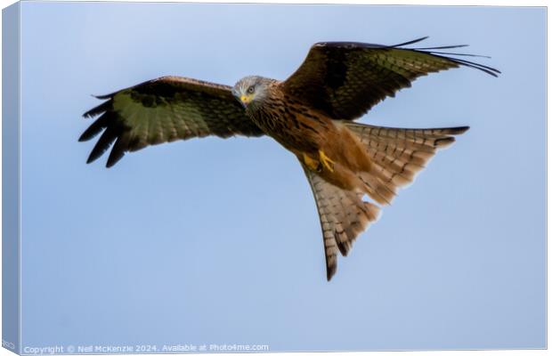 Red Kite flying wild  Canvas Print by Neil McKenzie