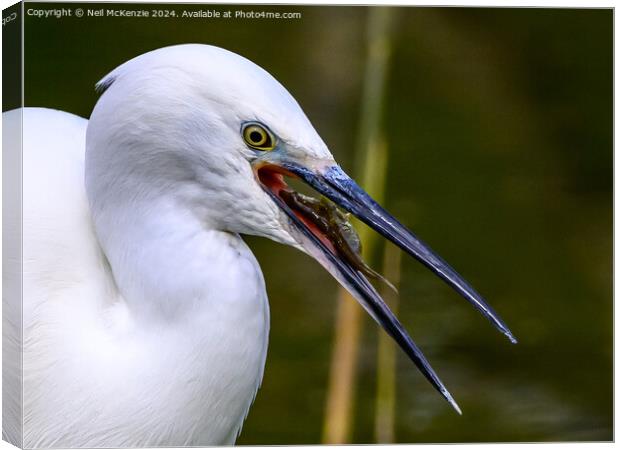 A Little Egret with a stickleback fish  Canvas Print by Neil McKenzie