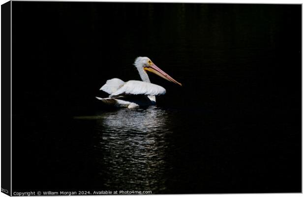 American White Pelican on Black Background with Reflective Light Canvas Print by William Morgan