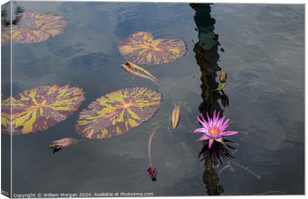 Pink Water Lily and Lily Pads in a Pond Canvas Print by William Morgan