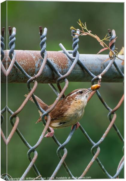 Carolina Wren on a Fence with Food Canvas Print by William Morgan