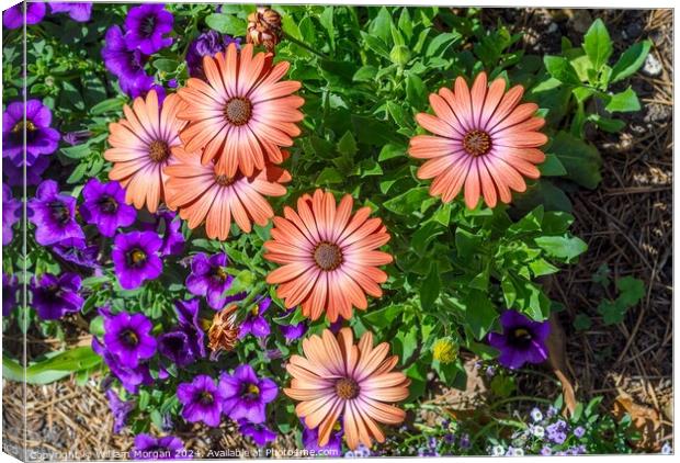 African Daisies Light Up a Flower Bed Canvas Print by William Morgan